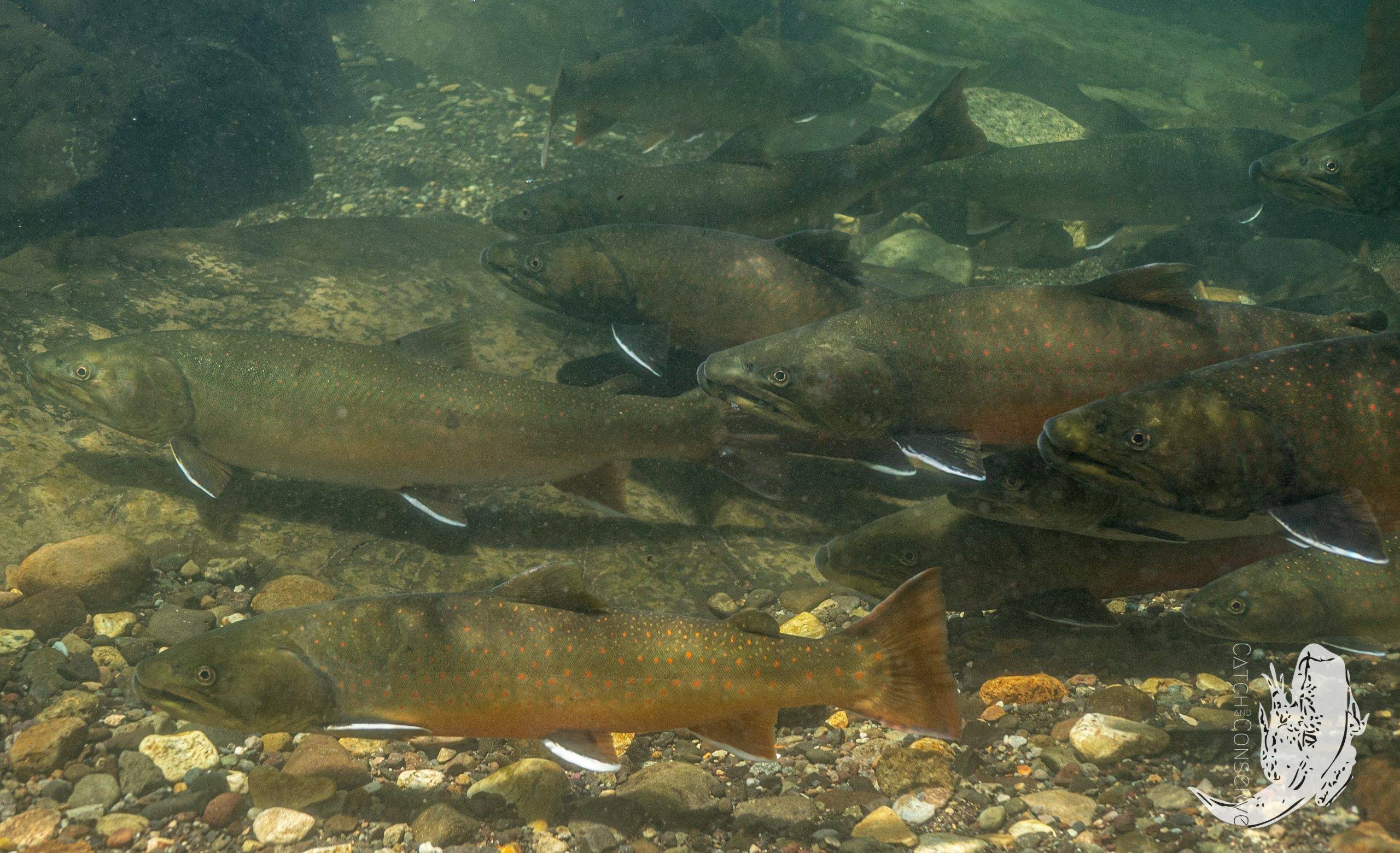 MCF – Working with partners to make a difference for salmon