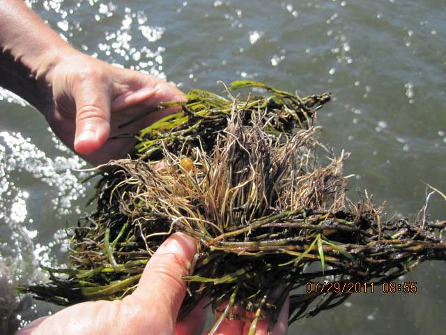 water stargrass root structure with bivalve 7.29.11